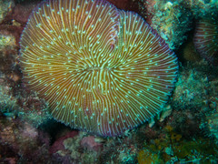 Fungia fungites