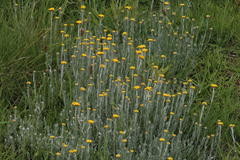 Helichrysum aureonitens