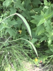 Calochortus barbatus