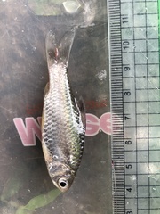 Puntius brevis