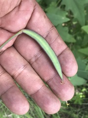 Calochortus barbatus