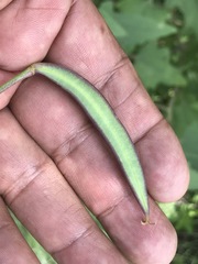 Calochortus barbatus