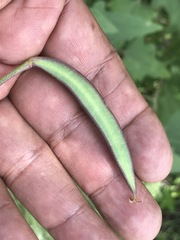 Calochortus barbatus