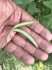 Calochortus barbatus