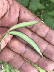Calochortus barbatus