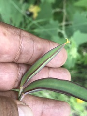 Calochortus barbatus