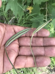 Calochortus barbatus