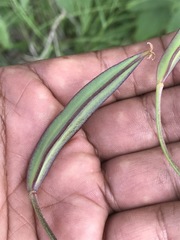 Calochortus barbatus
