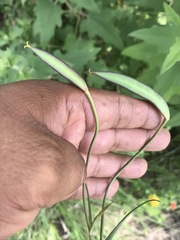 Calochortus barbatus