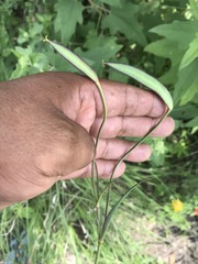 Calochortus barbatus