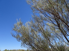Acacia aneura
