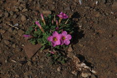 Oxalis fergusonae