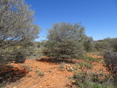 Acacia aneura