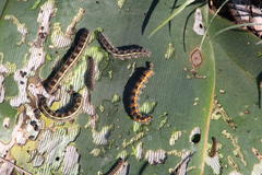 Brunsvigia bosmaniae