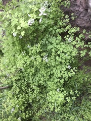 Fumaria parviflora