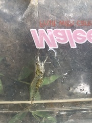 Macrobrachium lanchesteri