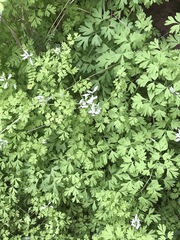 Fumaria parviflora