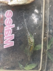 Macrobrachium lanchesteri