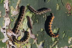 Brunsvigia bosmaniae