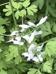 Fumaria parviflora