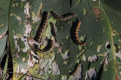 Brunsvigia bosmaniae