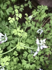 Fumaria parviflora