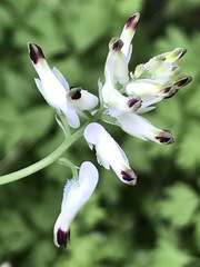Fumaria parviflora