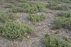 Malephora lutea