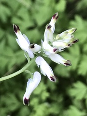 Fumaria parviflora
