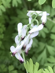 Fumaria parviflora