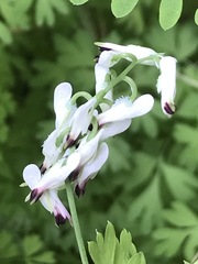 Fumaria parviflora