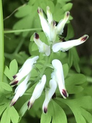 Fumaria parviflora