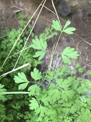 Fumaria parviflora