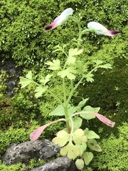 Fumaria parviflora