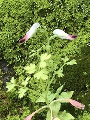 Fumaria parviflora