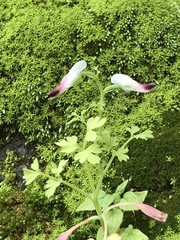 Fumaria parviflora