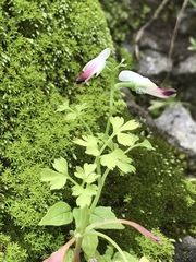 Fumaria parviflora