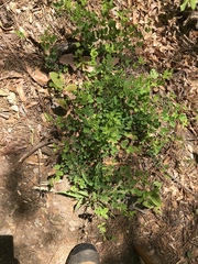 Lespedeza frutescens