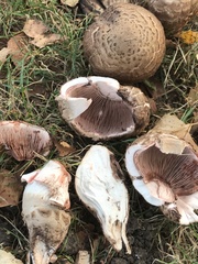 Agaricus bohusii