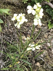 Erysimum franciscanum