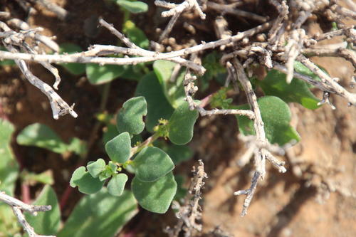 Tetragonia echinata (Tetragonia echinata)