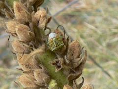 Antestiopsis