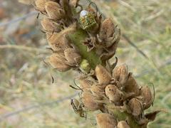 Antestiopsis