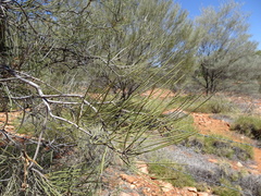 Hakea lorea lorea