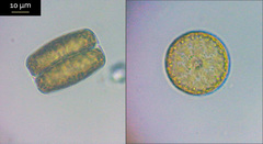 Coscinodiscophycidae