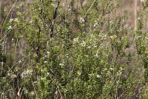 Image of Styphelia trichostyla by (c) Greg Tasney, some rights reserved (CC BY-SA)