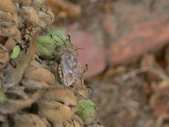 Agonoscelis versicoloratus