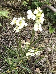 Erysimum franciscanum