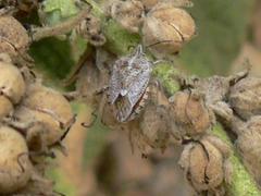 Agonoscelis versicoloratus