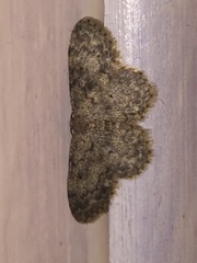 Idaea libycata